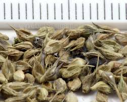 Attēlu rezultāti vaicājumam “Echinochloa crus-galli fruit”