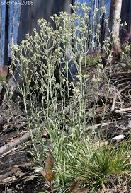 Attēlu rezultāti vaicājumam “Cnidium dubium leaf”
