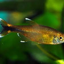 Attēlu rezultāti vaicājumam “Bilimbia tetramera”