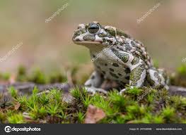 Attēlu rezultāti vaicājumam “Pseudepidalea viridis”