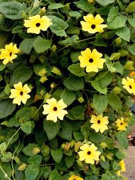 Image result for schwarzäugige Susanne