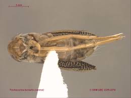 Attēlu rezultāti vaicājumam “Trichia ambigua macro”