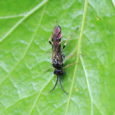 Attēlu rezultāti vaicājumam “Allantus cinctus”