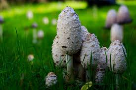 Image result for coprinus