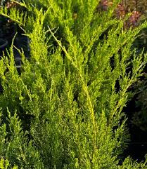 Attēlu rezultāti vaicājumam “Juniperus chinensis”
