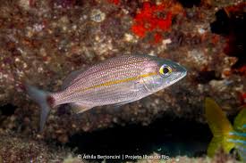 Image result for Haemulon aurolineatum