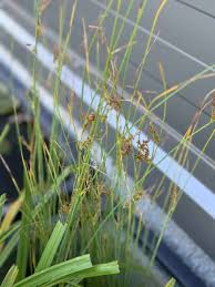 Attēlu rezultāti vaicājumam “Juncus inflexus bud”