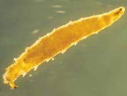 Attēlu rezultāti vaicājumam “Sciomyzidae”