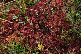 Attēlu rezultāti vaicājumam “Sphagnum rubellum”