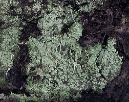 Attēlu rezultāti vaicājumam “Chaenotheca furfuracea”