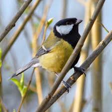 Attēlu rezultāti vaicājumam “Parus major male”
