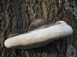 Attēlu rezultāti vaicājumam “Phellinus populicola”