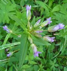 Attēlu rezultāti vaicājumam “Gentianella amarella”