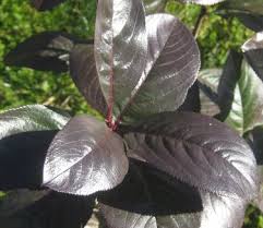 Attēlu rezultāti vaicājumam “Aronia melanocarpa leaf”