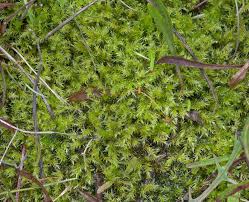 Attēlu rezultāti vaicājumam “Drepanocladus polygamus”