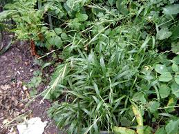 Attēlu rezultāti vaicājumam “Brachypodium sylvaticum”