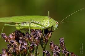 Attēlu rezultāti vaicājumam “Phaneroptera falcata”