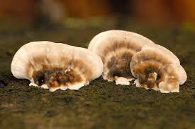 Attēlu rezultāti vaicājumam “Skeletocutis nivea”