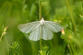 Attēlu rezultāti vaicājumam “Siona lineata”