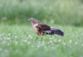 Attēlu rezultāti vaicājumam “Circus aeruginosus”