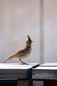 Attēlu rezultāti vaicājumam “Galerida cristata adult”