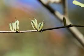 Attēlu rezultāti vaicājumam “Cercidiphyllum japonicum fruit”