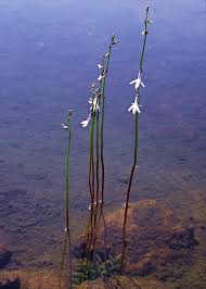 Attēlu rezultāti vaicājumam “Lobelia dortmanna”