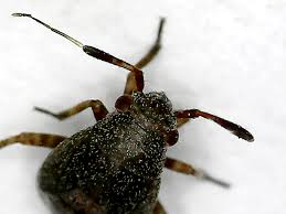 Attēlu rezultāti vaicājumam “Capsus ater”