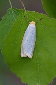 Attēlu rezultāti vaicājumam “Cybosia mesomella”