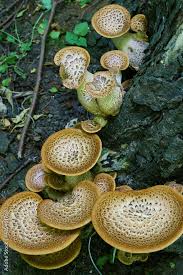 Attēlu rezultāti vaicājumam “Polyporus squamosus”