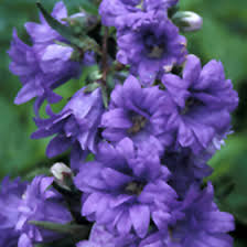 Image result for Campanula trachelium