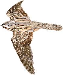 Attēlu rezultāti vaicājumam “Caprimulgus europaeus adult”