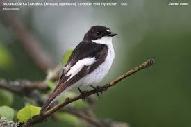 Attēlu rezultāti vaicājumam “Ficedula hypoleuca”