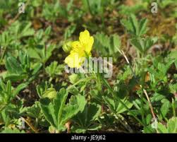 Attēlu rezultāti vaicājumam “Potentilla arenaria leaf”
