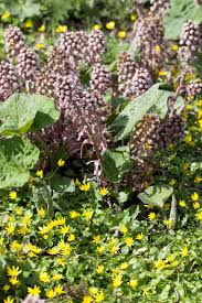 Image result for Petasites officinalis