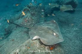 Image result for Bathytoshia centroura