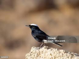 Image result for Oenanthe leucopyga