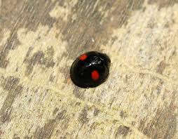 Attēlu rezultāti vaicājumam “Chilocorus renipustulatus”