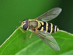 Attēlu rezultāti vaicājumam “Syrphus sp.”