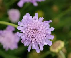 Image result for Scabiosa columbaria