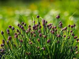 Attēlu rezultāti vaicājumam “Allium schoenoprasum bud”