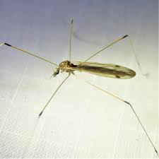 Attēlu rezultāti vaicājumam “Limoniidae”