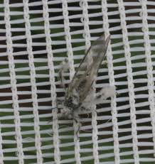 Attēlu rezultāti vaicājumam “Schizolachnus pineti”