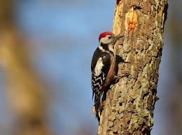 Attēlu rezultāti vaicājumam “Dendrocopos medius”