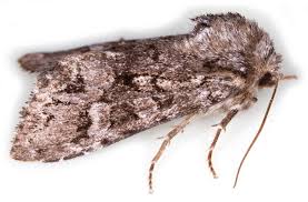 Attēlu rezultāti vaicājumam “Papestra biren”