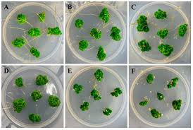 Attēlu rezultāti vaicājumam “Seligeria donniana sporophyte”