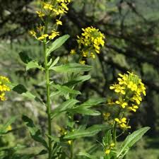 Attēlu rezultāti vaicājumam “Erysimum hieracifolium”