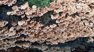 Attēlu rezultāti vaicājumam “Antrodiella semisupina”