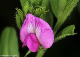 Attēlu rezultāti vaicājumam “Vicia angustifolia leaf”