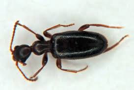 Attēlu rezultāti vaicājumam “Anthicidae”